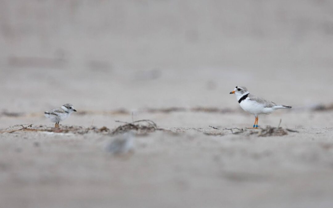 La science sur le sable: comment nous protégeons les Pluviers siffleurs en Ontario