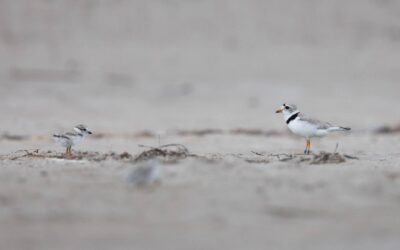 La science sur le sable: comment nous protégeons les Pluviers siffleurs en Ontario