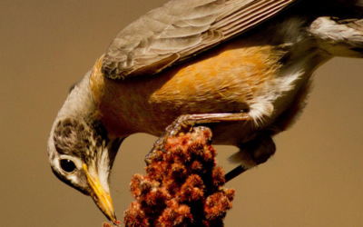 Accueillir les oiseaux: quelques conseils pour l’automne