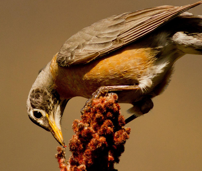 Accueillir les oiseaux: quelques conseils pour l’automne