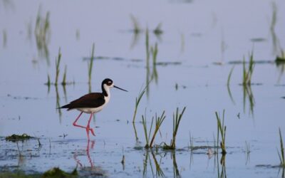 Sur la carte : publication du premier Atlas des oiseaux nicheurs de la Saskatchewan
