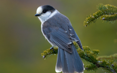 Vice-présidente/vice-président – Développement et Philanthropie