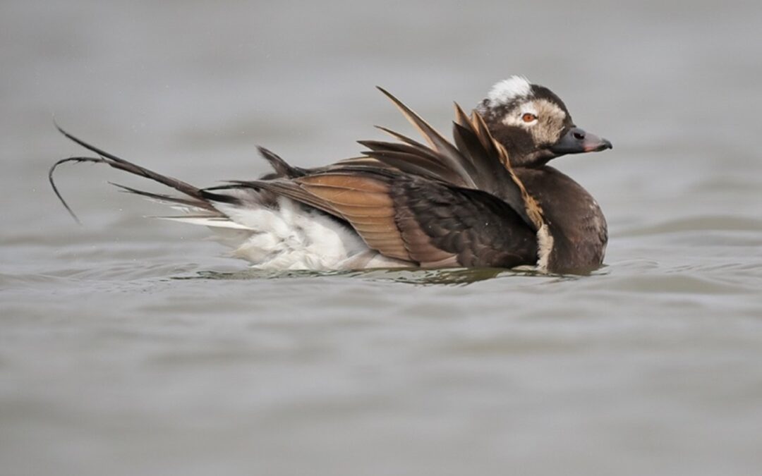 Tendances sur 25 ans des populations d’oiseaux aquatiques des côtes de la Colombie-Britannique