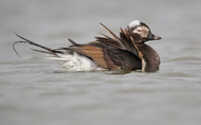 Tendances sur 25 ans des populations d’oiseaux aquatiques des côtes de la Colombie-Britannique