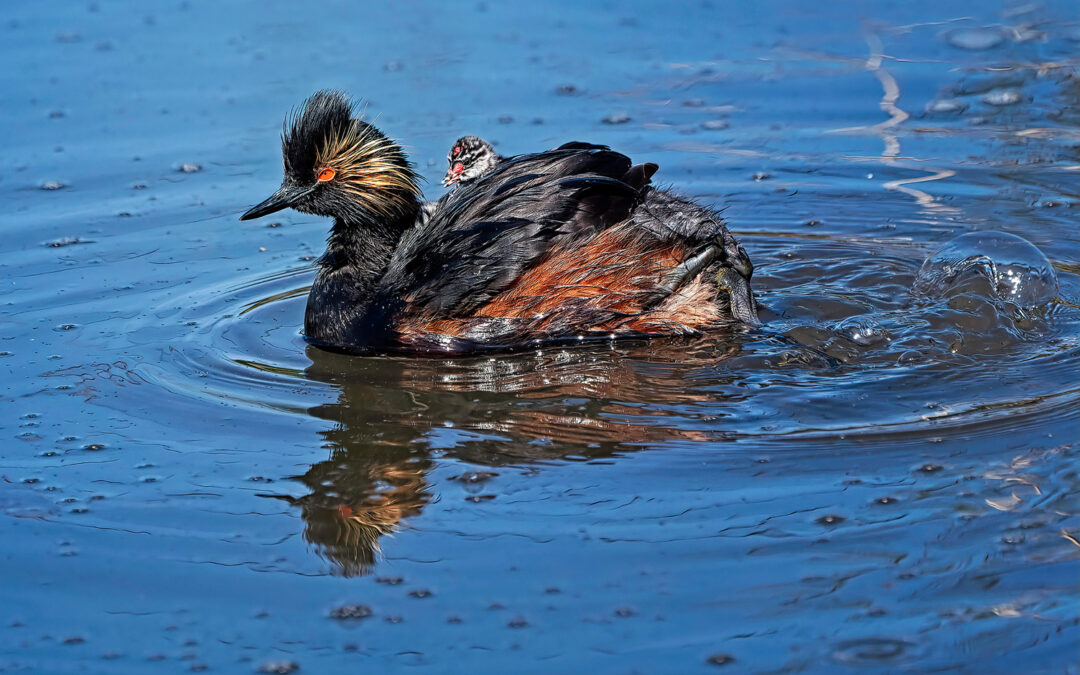 Une virée memorable dans quelques KBA du sud-ouest du Canada