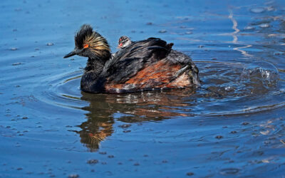 Une virée memorable dans quelques KBA du sud-ouest du Canada