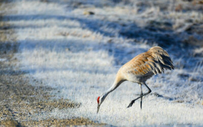 Coordonnatrice/coordonnateur des activités terrain de l’OOLP