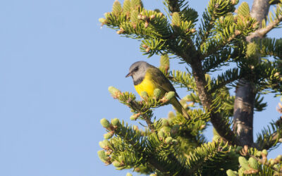 Le Grand dénombrement des oiseaux de février : la Saint-Valentin avec les oiseaux!