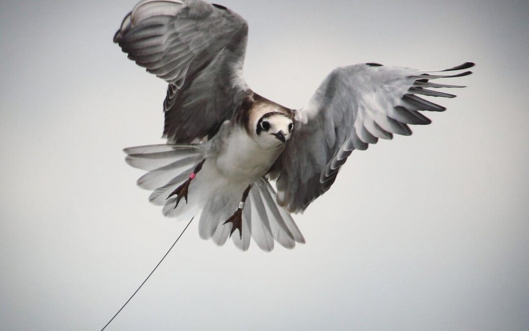 Directrice principale/directeur principal – Systèmes de surveillance faunique