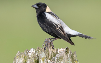 Évaluations récentes des risques pour les oiseaux au Canada