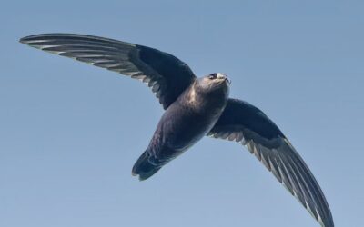 La science en action : produire une science robuste