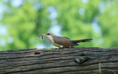 Profil d’espèce : Le Coulicou à becjaune