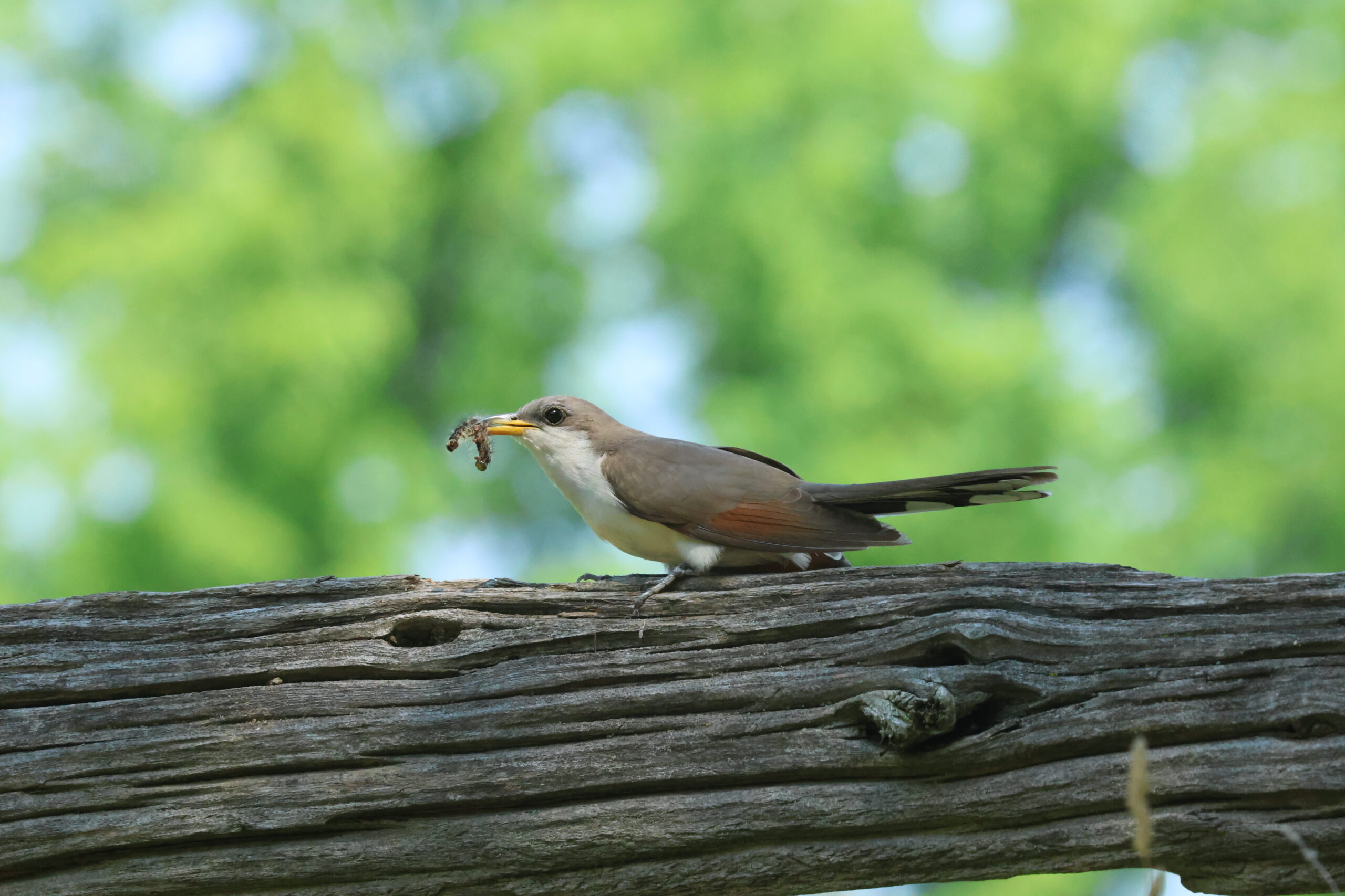 YBCU 1 Copyright JSLees Michelle Saunders, an Inuk biologist and researcher with the Nunatsiavut government, stands near the shoreline at Basecamp, located near Torngat Mountains National Park. “I take a holistic approach to my research, which means that the land, water, animals and people are interconnected. I don’t study biology for the sake of studying biology,” she continues. “I study what is important to Nunatsiavut communities, like the health of marine life and how it is impacting our food.”