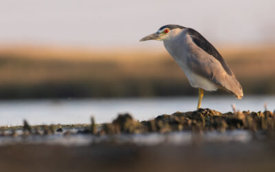Spécialiste de la mobilisation des données