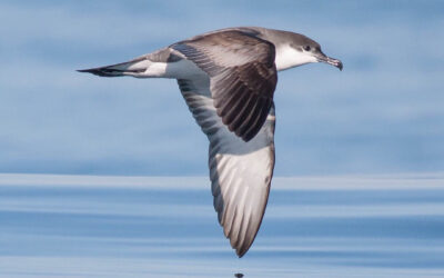 Développeuse/développeur d’applications web