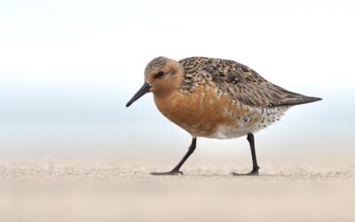 Oiseaux Canada salue les importants investissements du gouvernement canadien pour la conservation de la nature