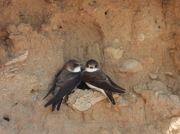 BANS Roberth Shorthall