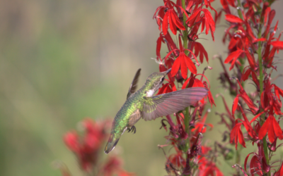 Cette année, jardinez pour les oiseaux!